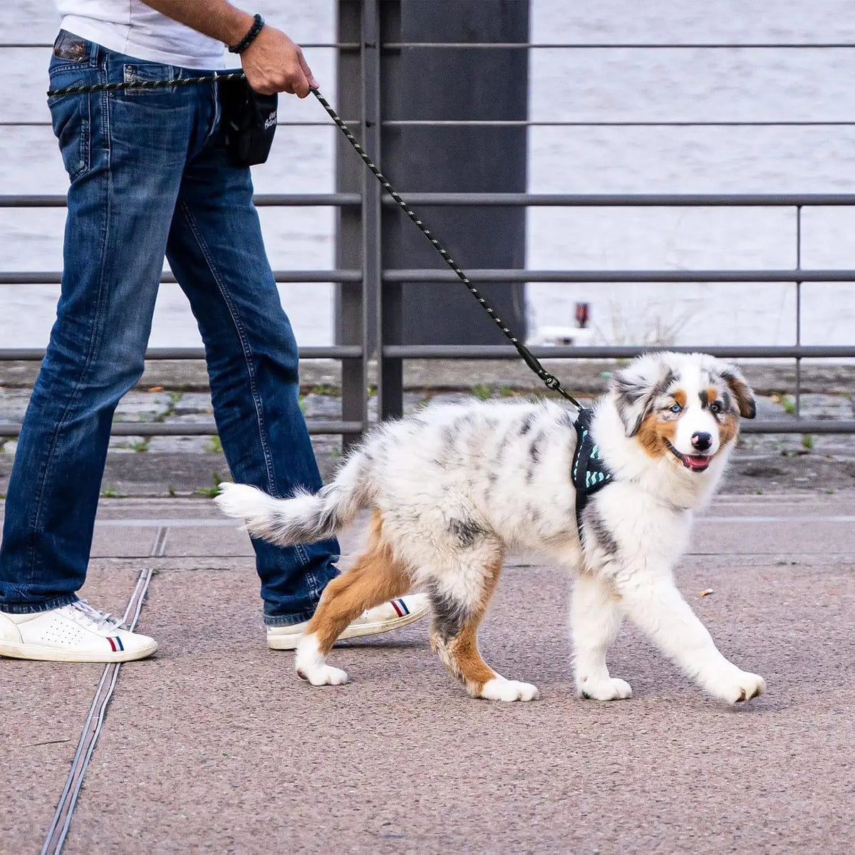 A person walking a dog with a reflective dog leash for all sizes, showcasing its comfort and durability.